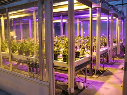 Supplemental Lighting